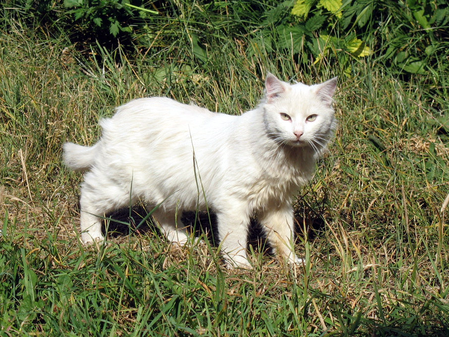 Валаам. Кошка 2006