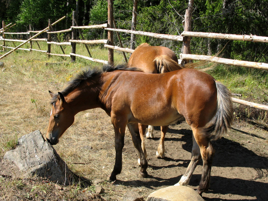 Валаам. Лошади. 2006