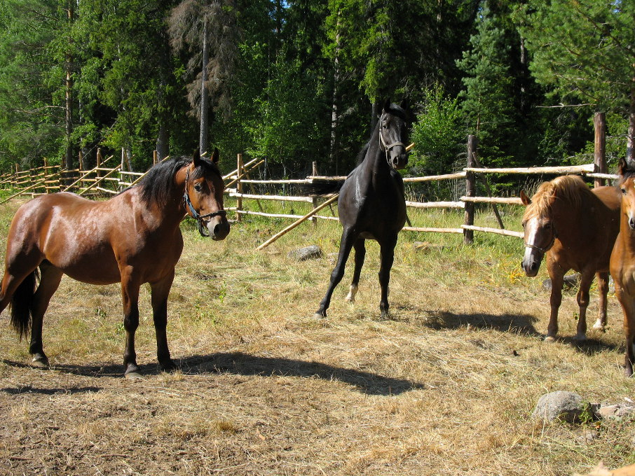 Валаам. Лошади. 2006
