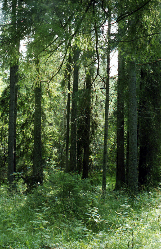 Валаамский ельник. 2004
